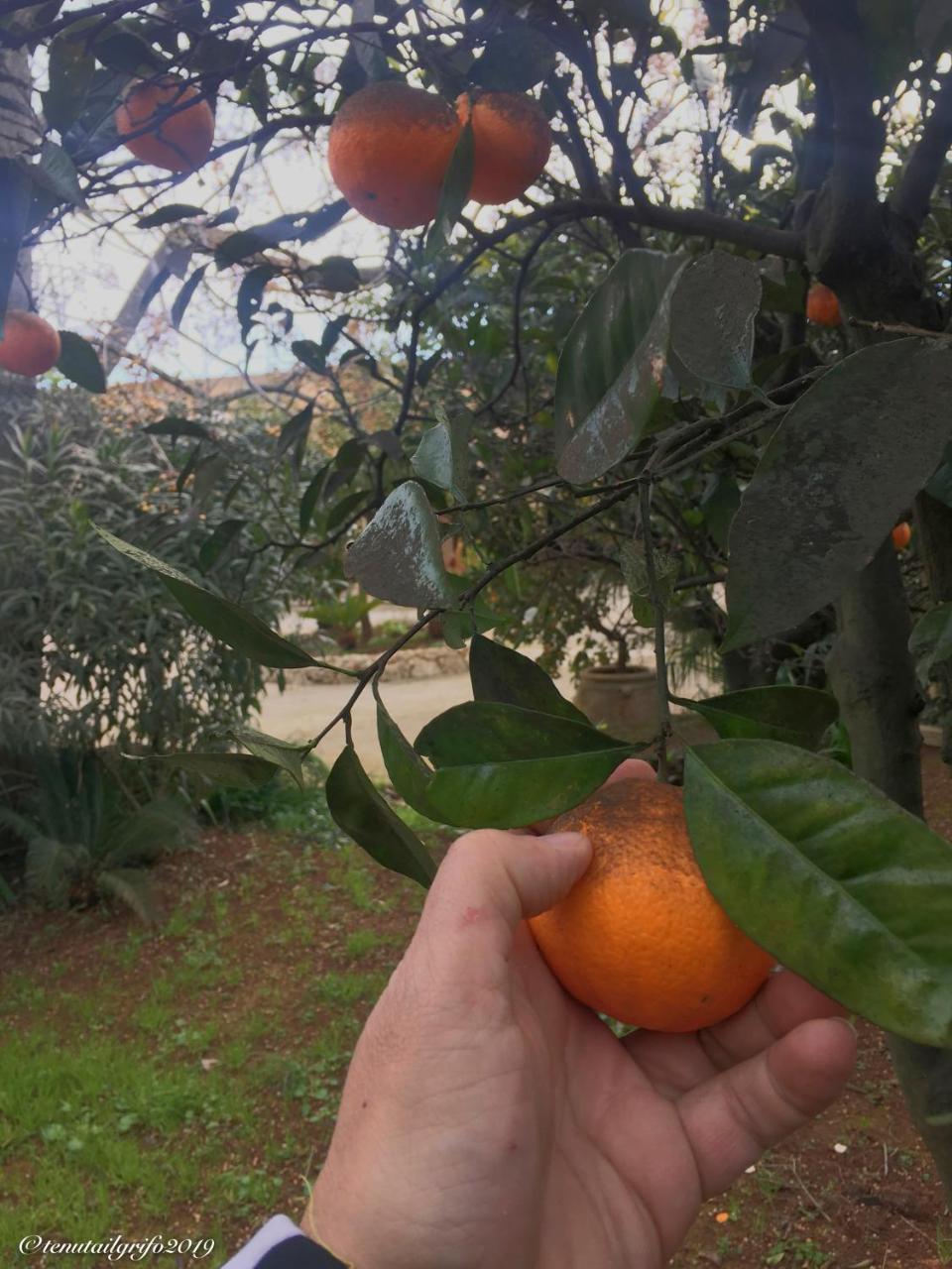 Tenuta Il Grifo Tiggiano Exteriör bild